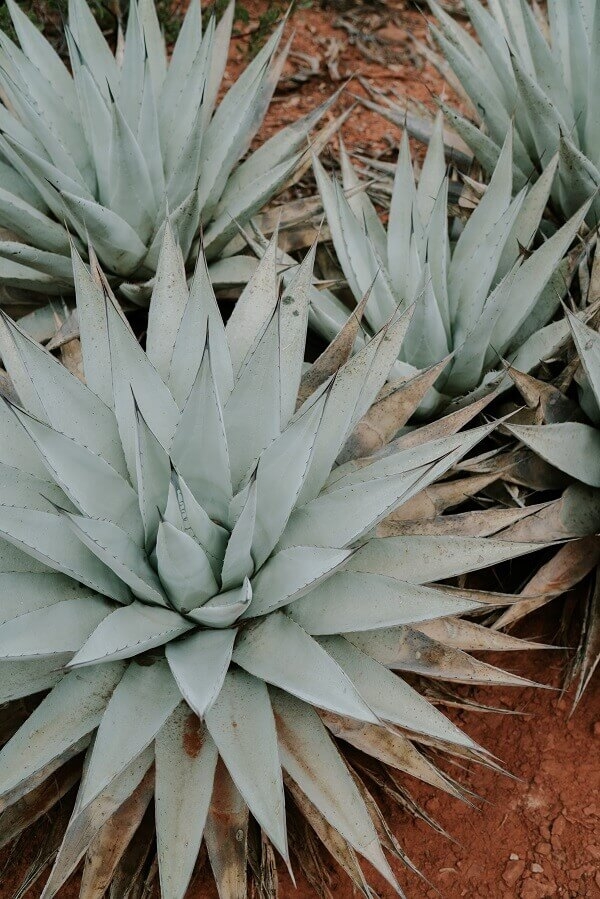 blue-agave-plant